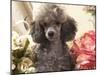 Miniature Poodle-null-Mounted Photographic Print
