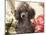 Miniature Poodle-null-Mounted Photographic Print