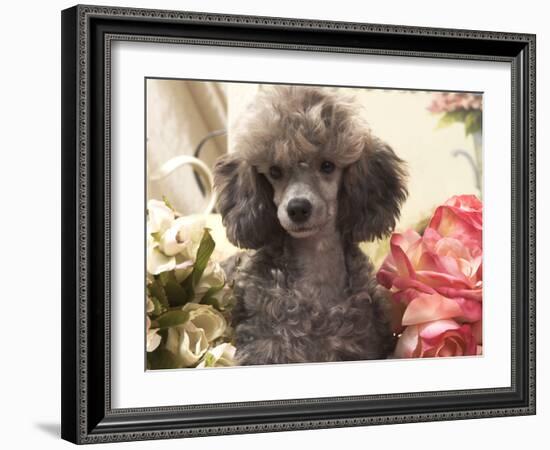 Miniature Poodle-null-Framed Photographic Print