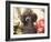 Miniature Poodle-null-Framed Photographic Print