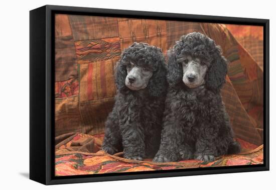 Miniature Poodles-null-Framed Premier Image Canvas