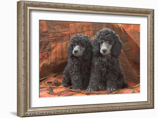 Miniature Poodles-null-Framed Photographic Print
