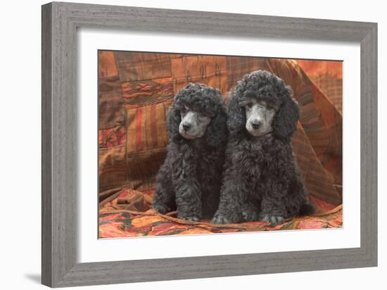 Miniature Poodles-null-Framed Photographic Print