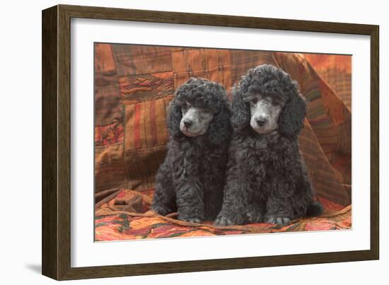 Miniature Poodles-null-Framed Photographic Print