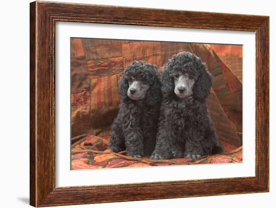 Miniature Poodles-null-Framed Photographic Print