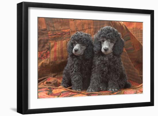 Miniature Poodles-null-Framed Photographic Print