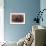 Miniature Poodles-null-Framed Photographic Print displayed on a wall