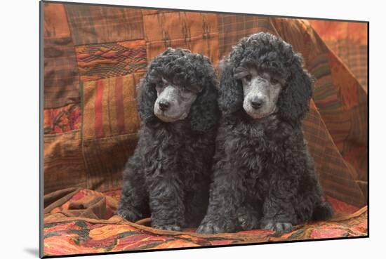Miniature Poodles-null-Mounted Photographic Print