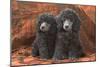 Miniature Poodles-null-Mounted Photographic Print