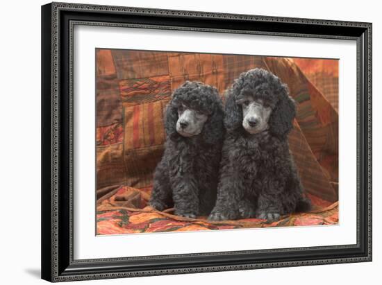 Miniature Poodles-null-Framed Photographic Print