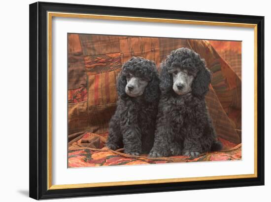 Miniature Poodles-null-Framed Photographic Print