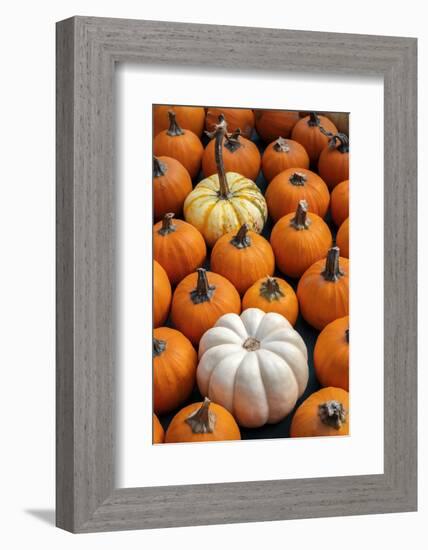 Miniature pumpkins-Lisa Engelbrecht-Framed Photographic Print