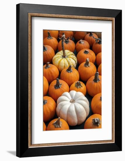 Miniature pumpkins-Lisa Engelbrecht-Framed Photographic Print