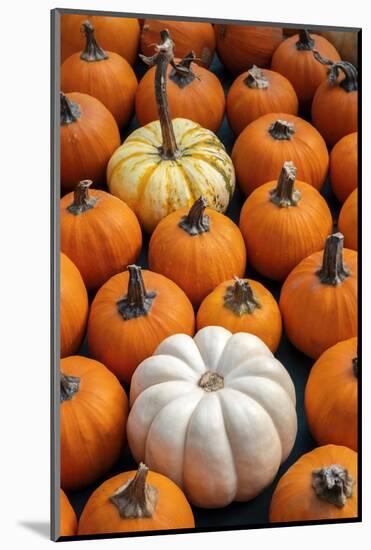 Miniature pumpkins-Lisa Engelbrecht-Mounted Photographic Print