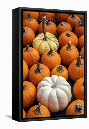 Miniature pumpkins-Lisa Engelbrecht-Framed Premier Image Canvas