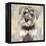 Miniature Schnauser-Keri Rodgers-Framed Stretched Canvas