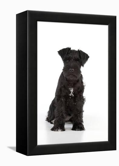 Miniature Schnauzer 10 Week Old Puppy Sitting Down-null-Framed Premier Image Canvas