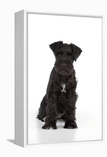 Miniature Schnauzer 10 Week Old Puppy Sitting Down-null-Framed Premier Image Canvas