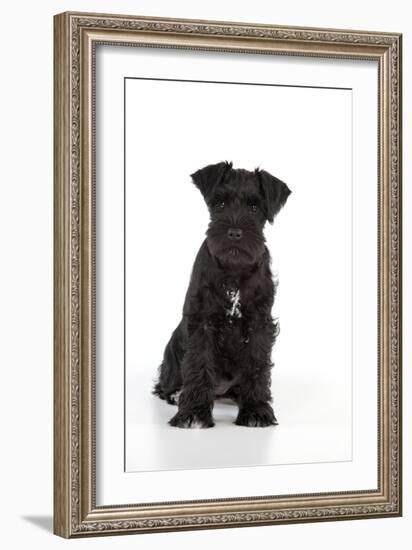 Miniature Schnauzer 10 Week Old Puppy Sitting Down-null-Framed Photographic Print