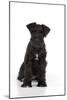 Miniature Schnauzer 10 Week Old Puppy Sitting Down-null-Mounted Photographic Print