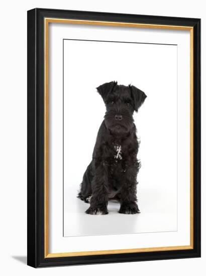 Miniature Schnauzer 10 Week Old Puppy Sitting Down-null-Framed Photographic Print