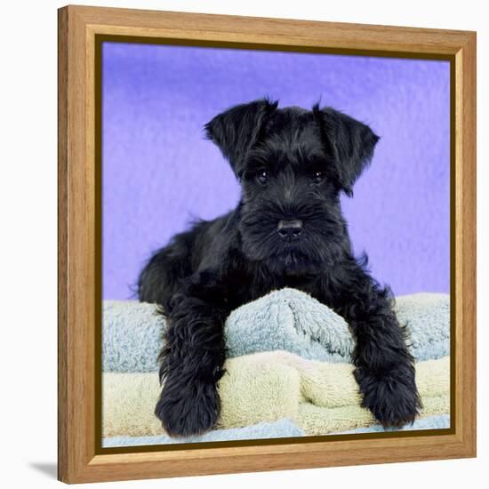 Miniature Schnauzer 10 Week Old Puppy-null-Framed Premier Image Canvas