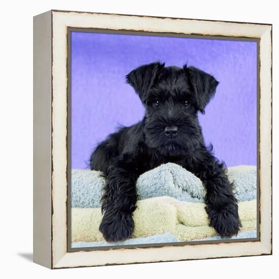 Miniature Schnauzer 10 Week Old Puppy-null-Framed Premier Image Canvas