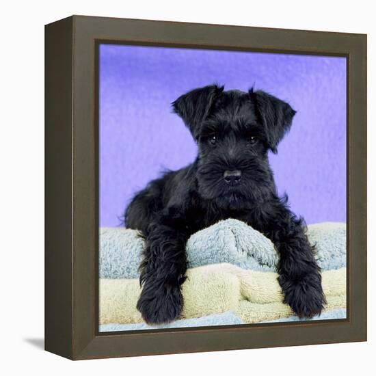 Miniature Schnauzer 10 Week Old Puppy-null-Framed Premier Image Canvas