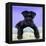 Miniature Schnauzer 10 Week Old Puppy-null-Framed Premier Image Canvas