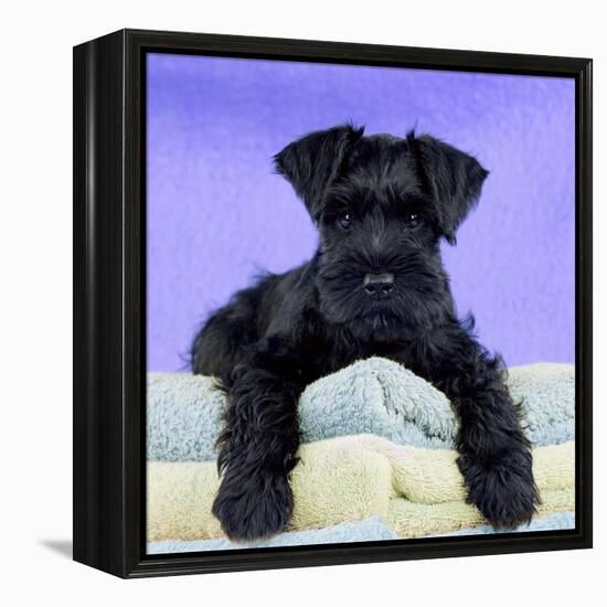 Miniature Schnauzer 10 Week Old Puppy-null-Framed Premier Image Canvas