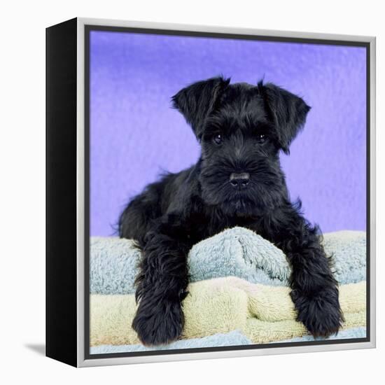 Miniature Schnauzer 10 Week Old Puppy-null-Framed Premier Image Canvas