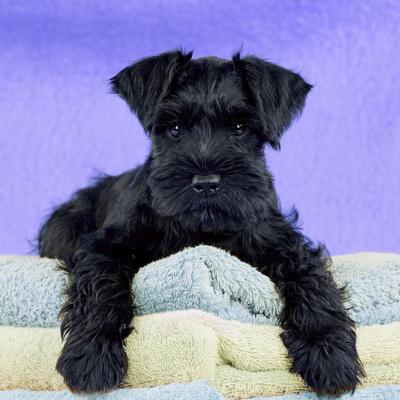 10 week old miniature schnauzer