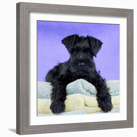 Miniature Schnauzer 10 Week Old Puppy-null-Framed Photographic Print