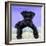 Miniature Schnauzer 10 Week Old Puppy-null-Framed Photographic Print