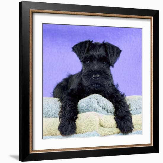 Miniature Schnauzer 10 Week Old Puppy-null-Framed Photographic Print