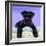 Miniature Schnauzer 10 Week Old Puppy-null-Framed Photographic Print