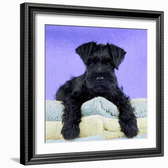 Miniature Schnauzer 10 Week Old Puppy-null-Framed Photographic Print