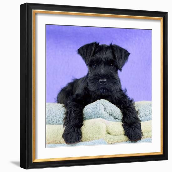 Miniature Schnauzer 10 Week Old Puppy-null-Framed Photographic Print