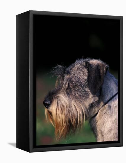 Miniature Schnauzer Profile-Adriano Bacchella-Framed Premier Image Canvas