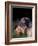 Miniature Schnauzer Profile-Adriano Bacchella-Framed Photographic Print