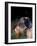 Miniature Schnauzer Profile-Adriano Bacchella-Framed Photographic Print