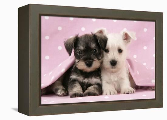 Miniature Schnauzer Puppies (6 Weeks Old)-null-Framed Premier Image Canvas