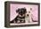 Miniature Schnauzer Puppies (6 Weeks Old)-null-Framed Premier Image Canvas