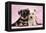 Miniature Schnauzer Puppies (6 Weeks Old)-null-Framed Premier Image Canvas