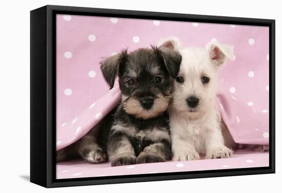 Miniature Schnauzer Puppies (6 Weeks Old)-null-Framed Premier Image Canvas