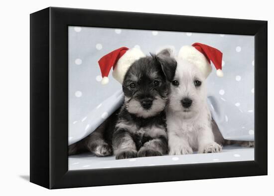 Miniature Schnauzer Puppies (6 Weeks Old)-null-Framed Premier Image Canvas