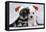 Miniature Schnauzer Puppies (6 Weeks Old)-null-Framed Premier Image Canvas