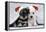 Miniature Schnauzer Puppies (6 Weeks Old)-null-Framed Premier Image Canvas