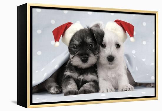 Miniature Schnauzer Puppies (6 Weeks Old)-null-Framed Premier Image Canvas