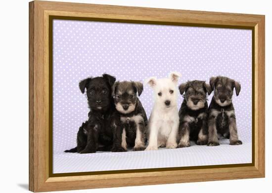 Miniature Schnauzer Puppies (6 Weeks Old)-null-Framed Premier Image Canvas